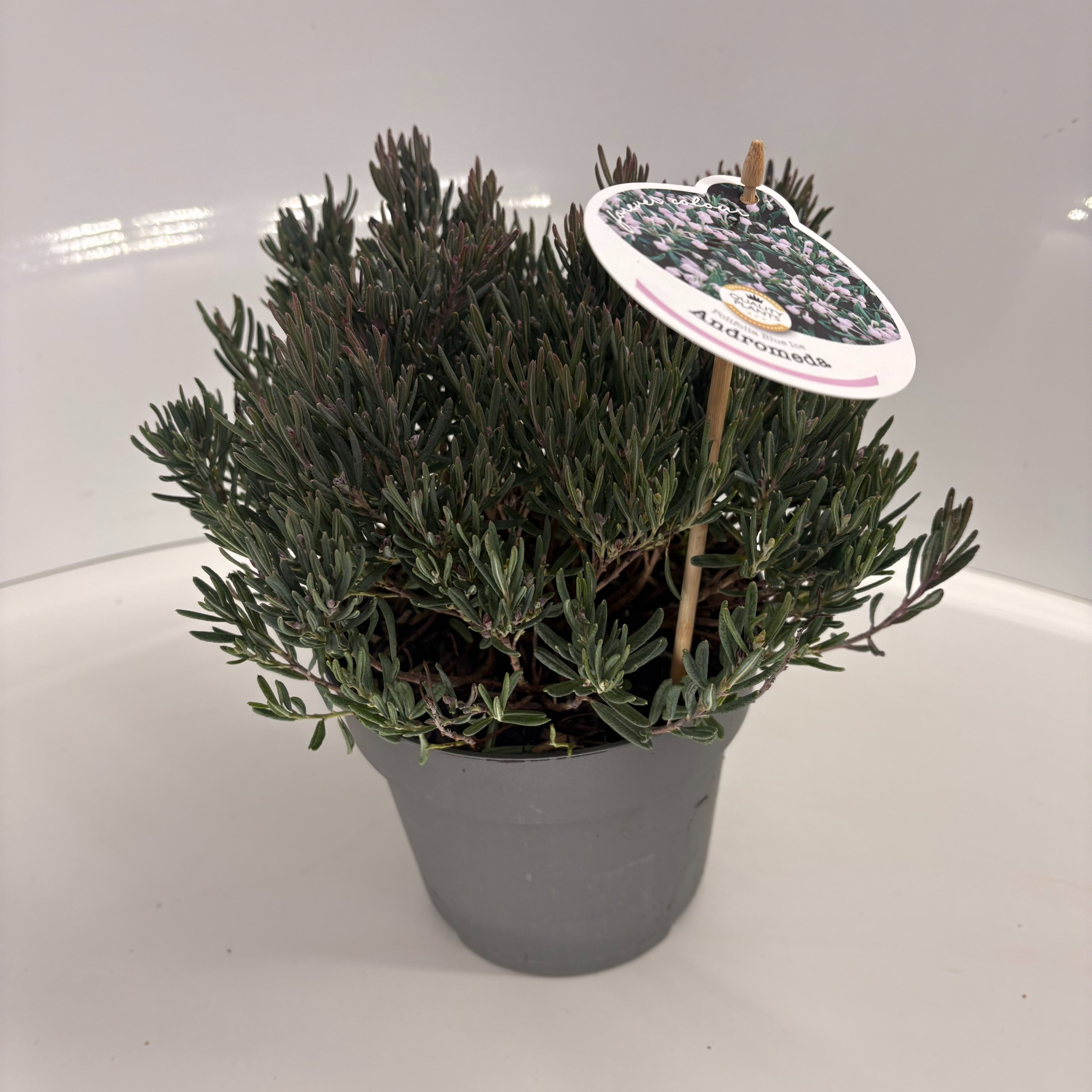 Andromeda polifolia 'Blue Ice', D 17