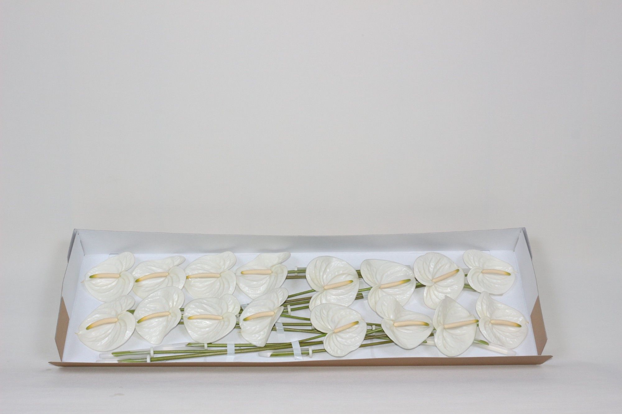 Антуриум Эспае x16, шт.