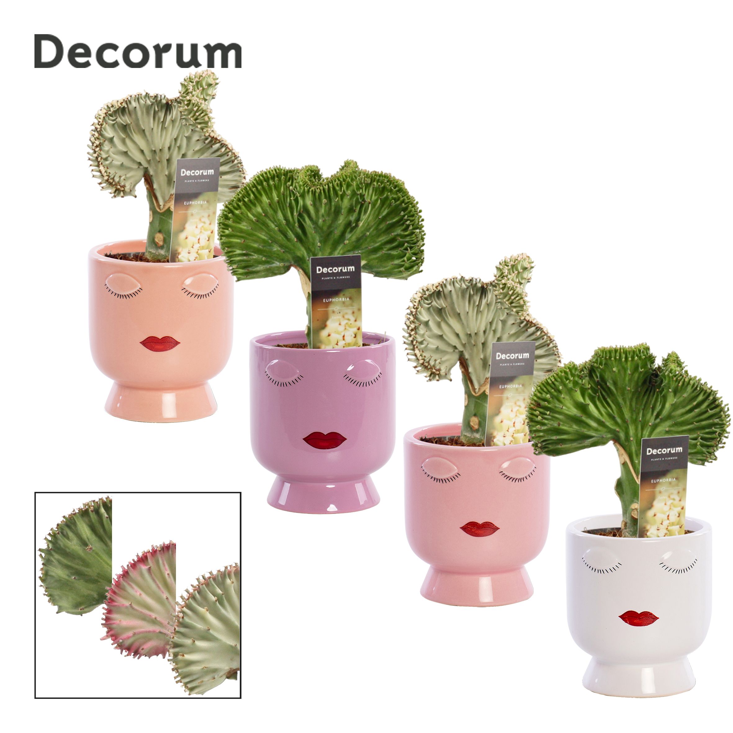 Euphorbia Lactea 12 cm in Dua Lipa (Party Love-collection), D 12 cm Euphorbia Lactea 12 cm in Dua Lipa (Party Love-collection), D 12 cm