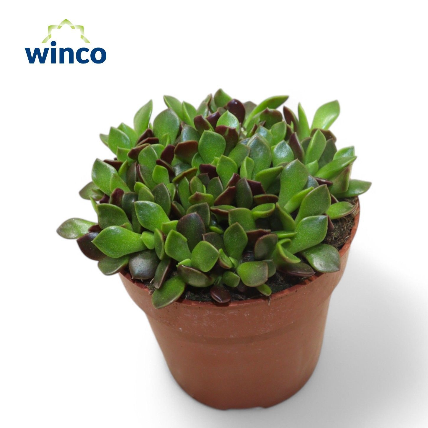 Anacampseros Rubra, D 8,5