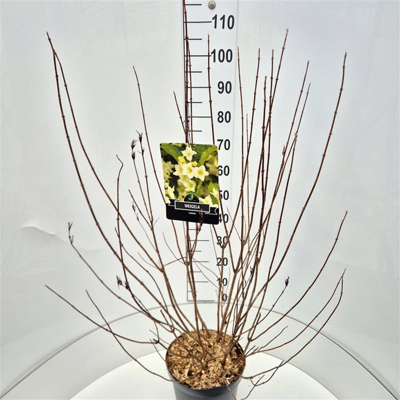 Weigela 'Candida', D 29