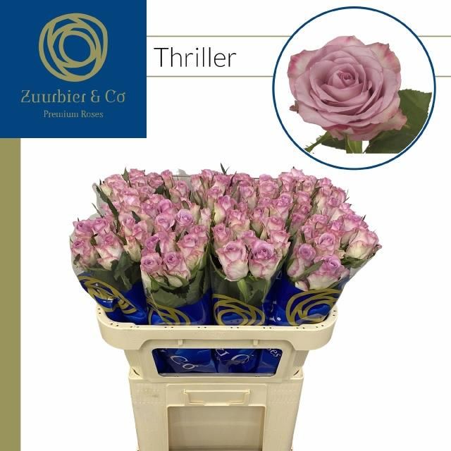 Роза од. Триллер 70, шт.