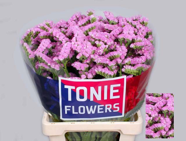 Статица Розелла Сан Бердс 70, шт.