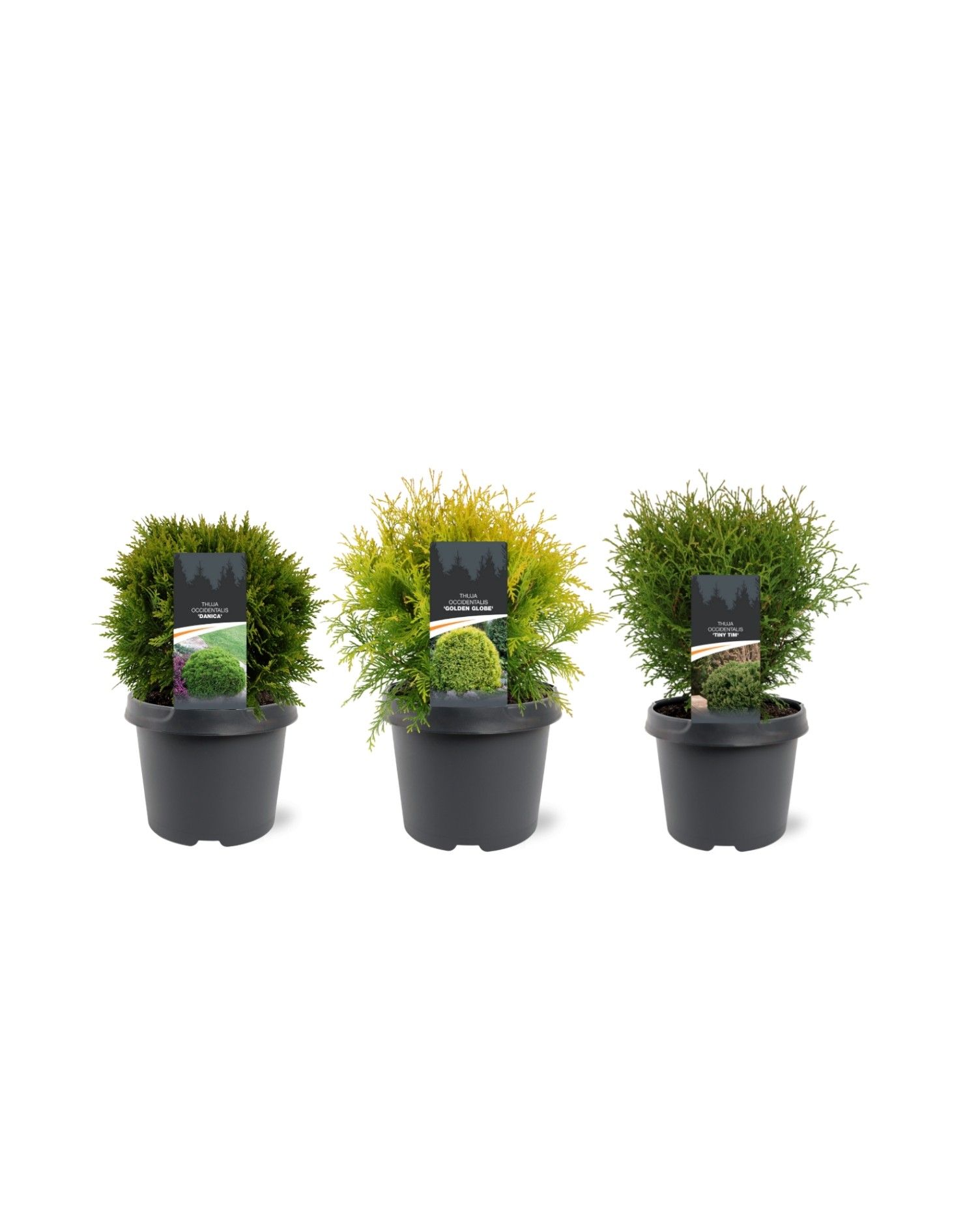 Thuja occidentalis mix bolvormig, D 19