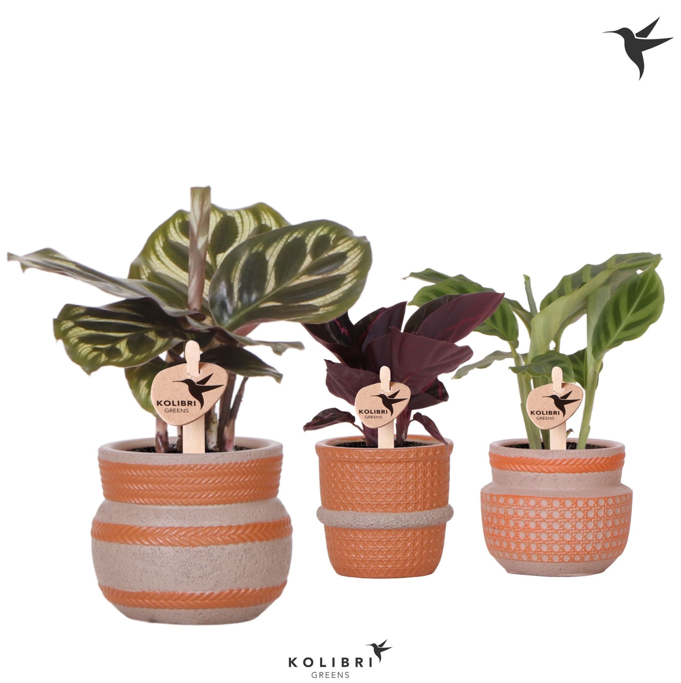 Kolibri Greens Calathea mix in Ethnic pot terracotta mix, D 6
