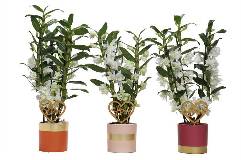 Dolomite p12 Horizon nude mix Dendr Nobile Apollon 3T24+tros regular, D 12