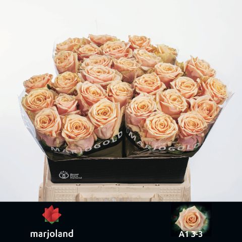 Роза од. Беллини! 40, шт.