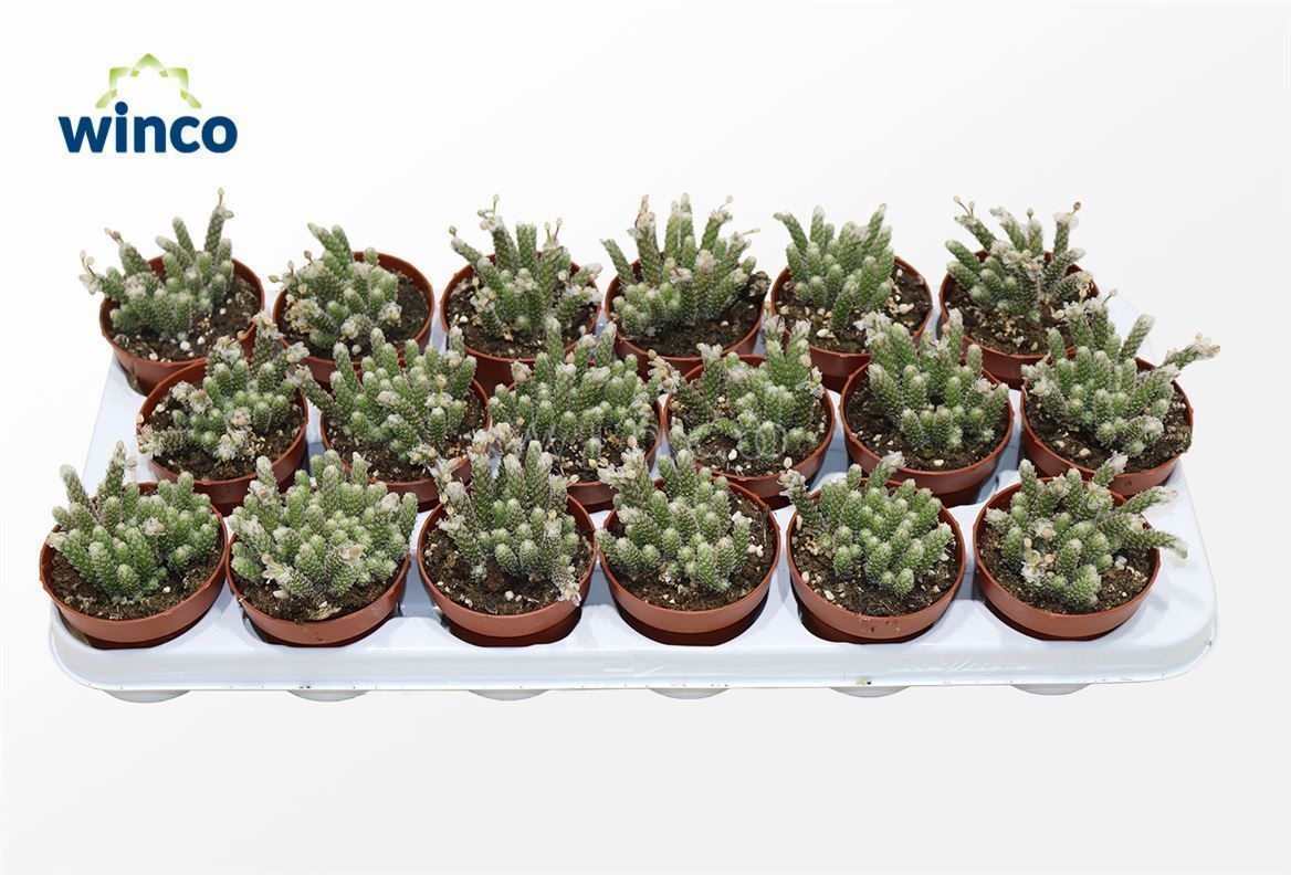 Avonia Recurvata, D 8,5