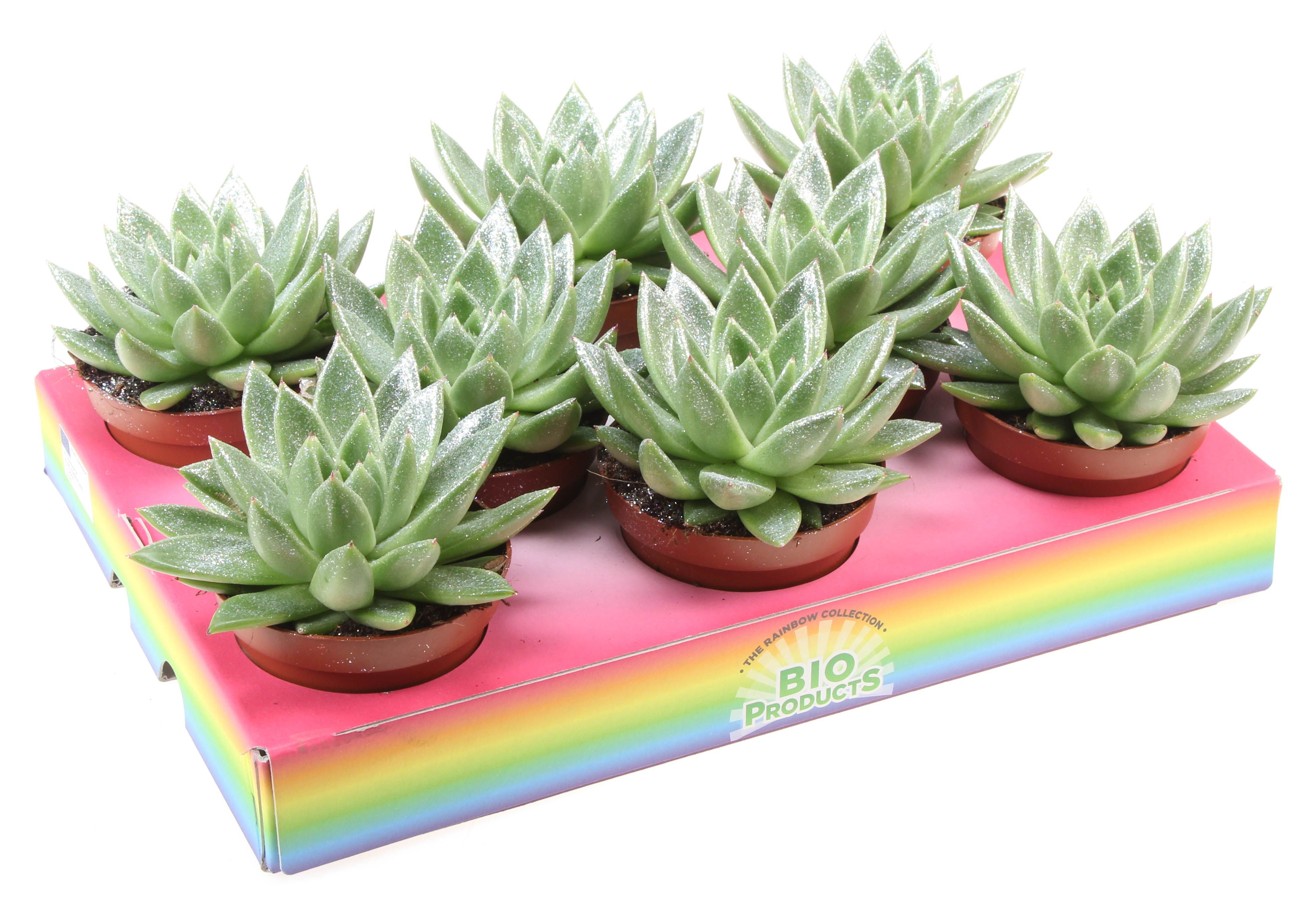 Bio miranda naturel glitter, D 10,5