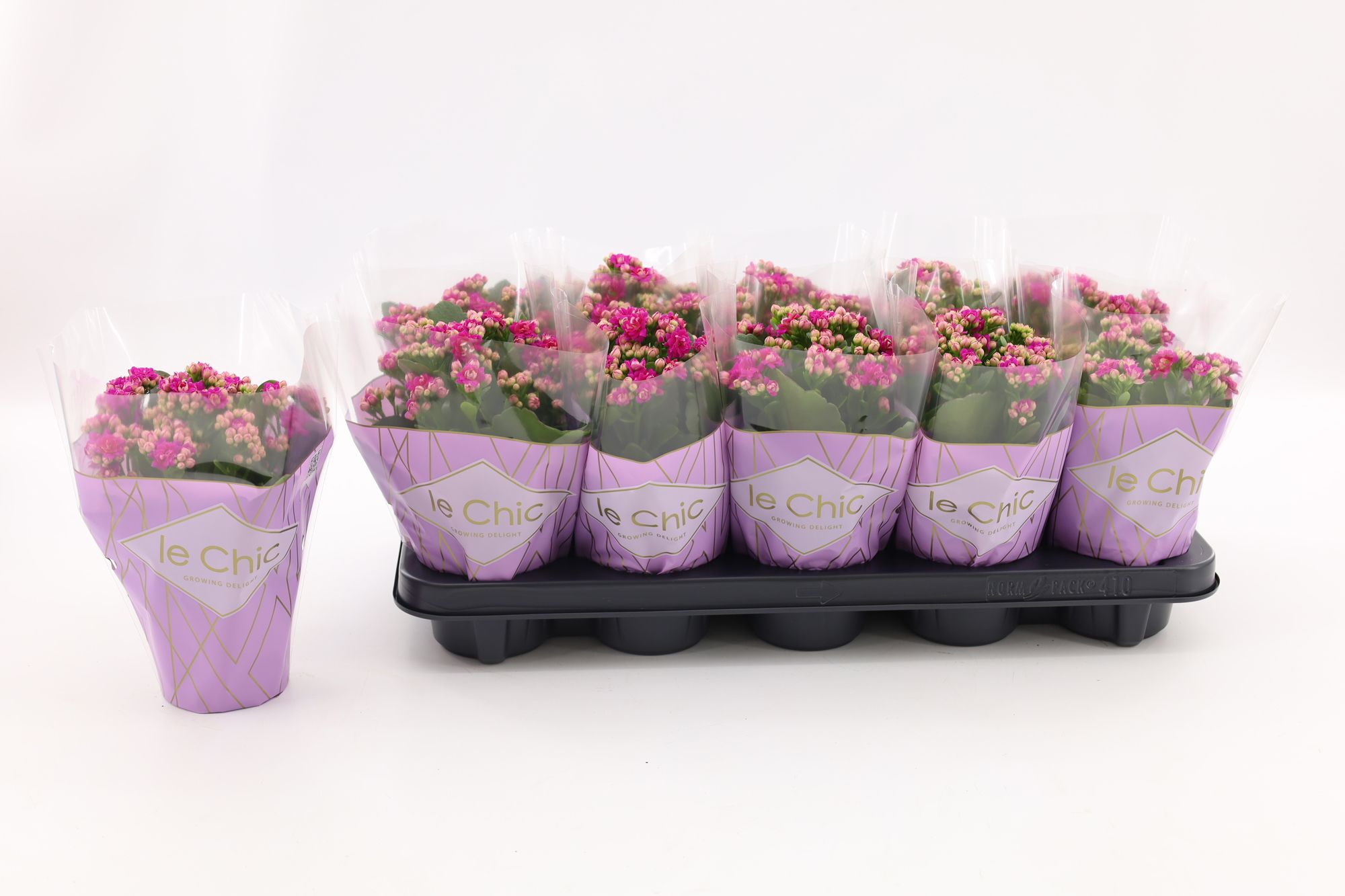 Kalanchoe Double, Le Chic Purple, D 10,5