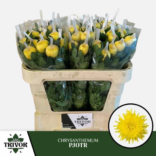 Хризантема од. Петр 70, шт. Хризантема од. Петр 70, шт.