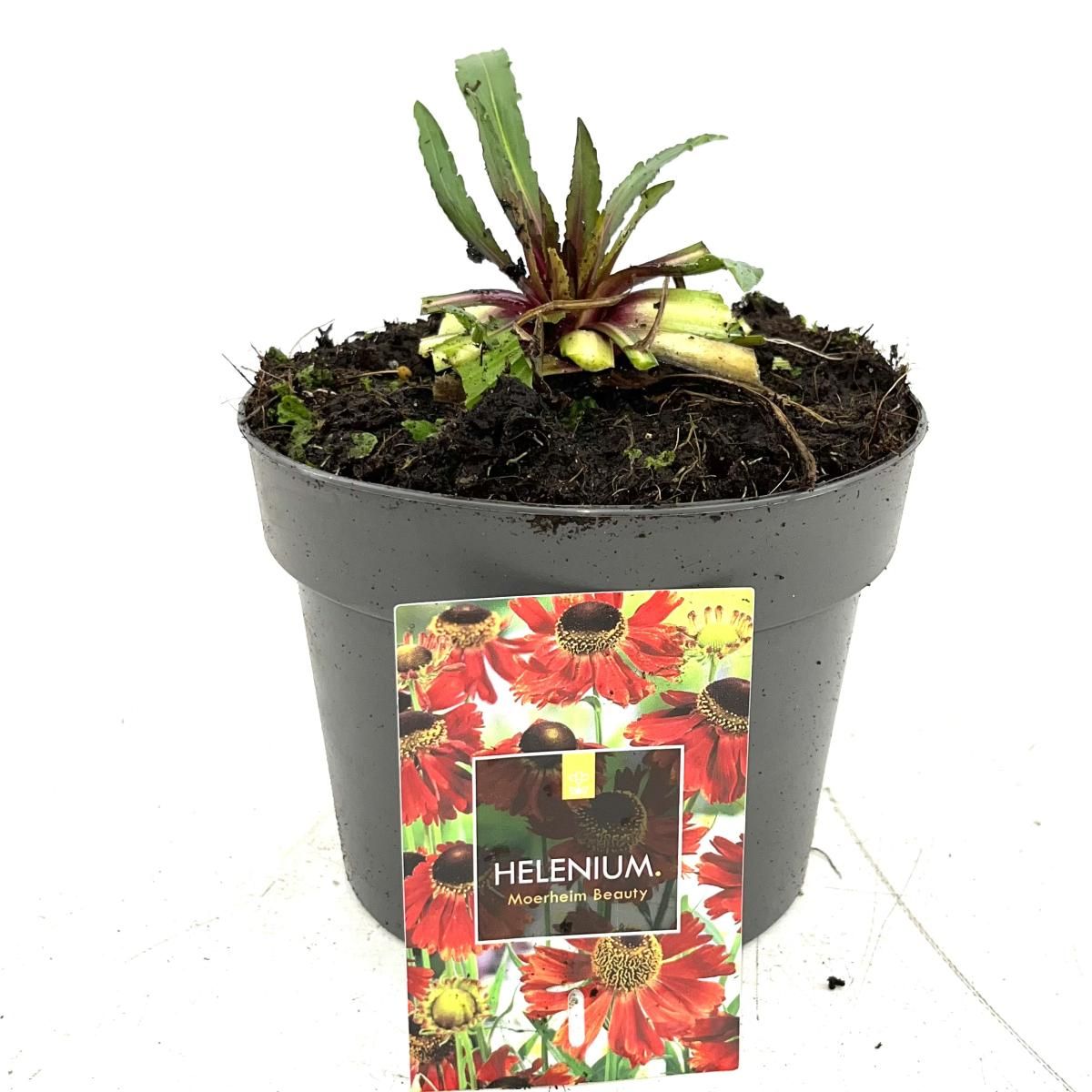 Helenium 'Moerheim Beauty', D 17