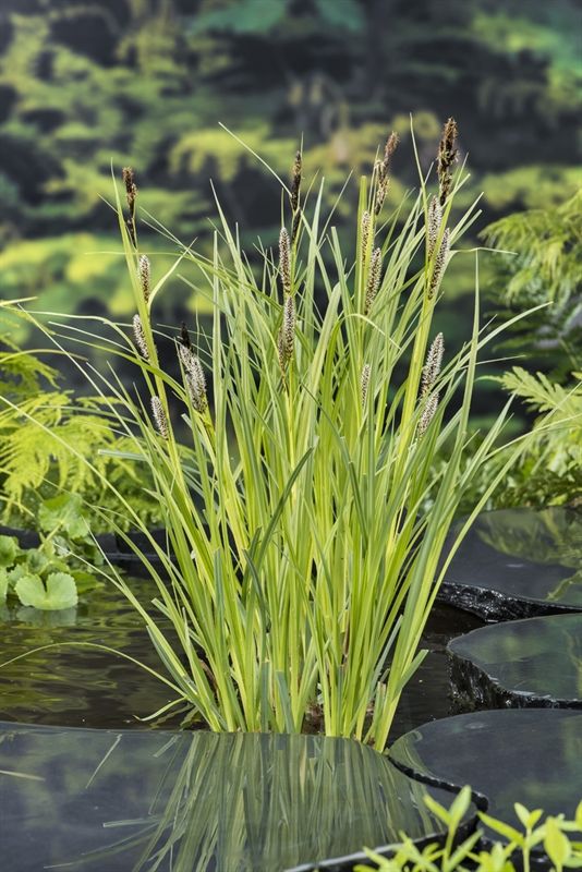 Carex riparia, D 9