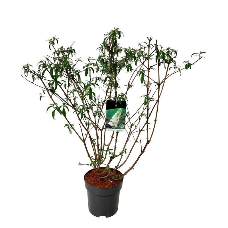 Buddleja dav. 'White Profusion', D 32 cm