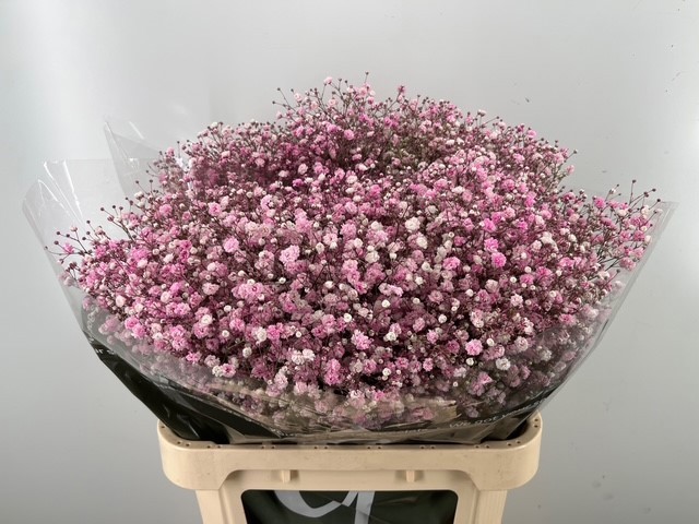 Гипсофила Овериг Крашеная (краш. ) 80, шт.