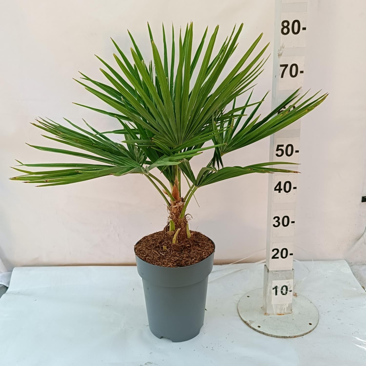 Trachycarpus Fortunei, D 22 cm