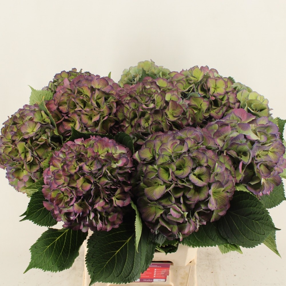 Гортензия Элбтал Классик 60, шт.