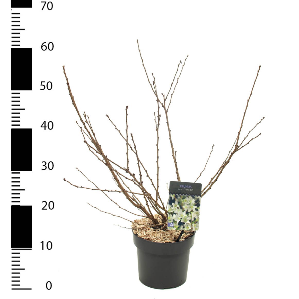 Prunus incisa 'Yamadei', D 17