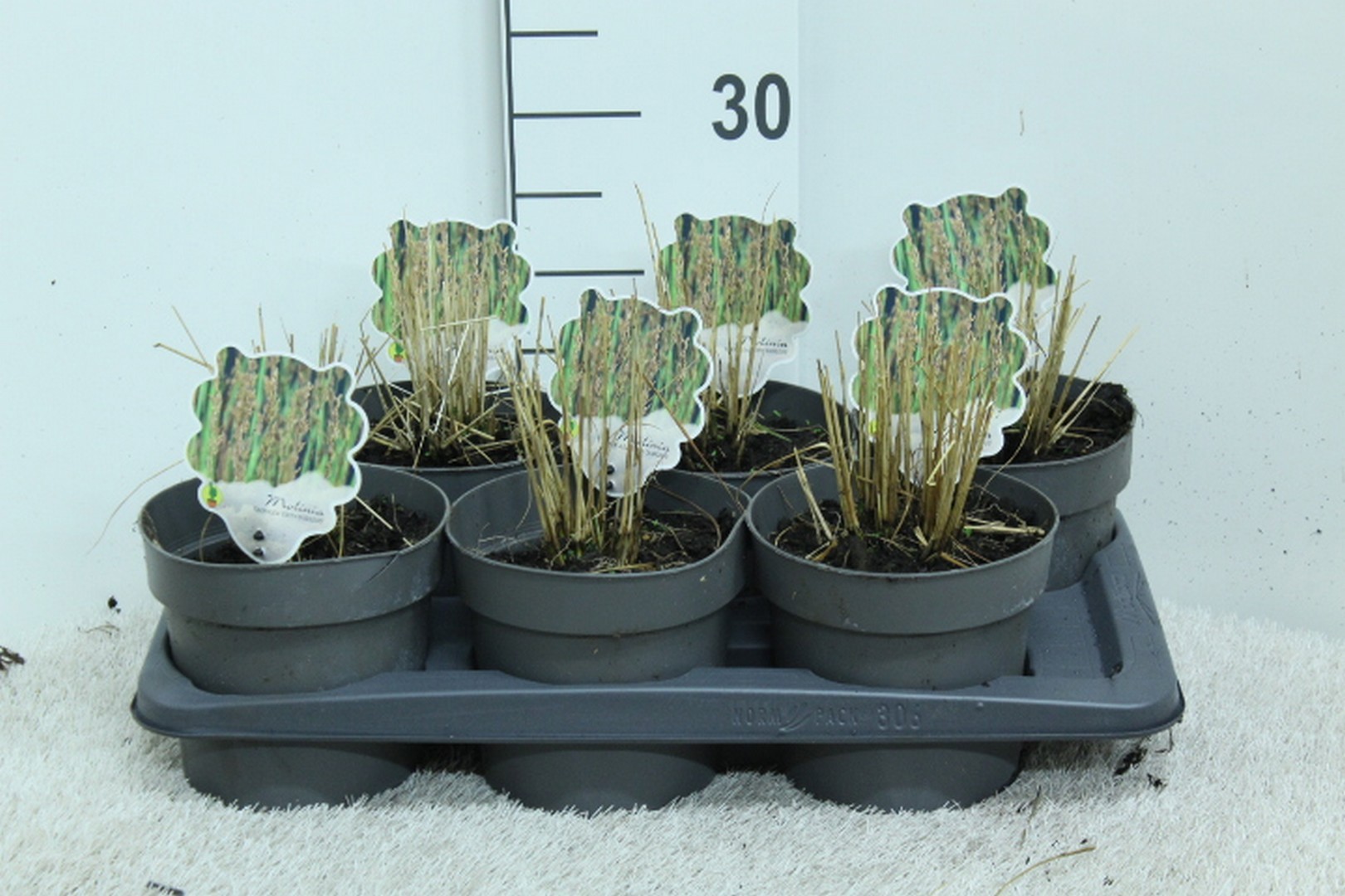 Molinia caerulea 'Edith Dudszus' P17, D 17