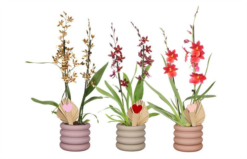 Dolomite p12 Emily mix Cambria mix 2T12+, D 12