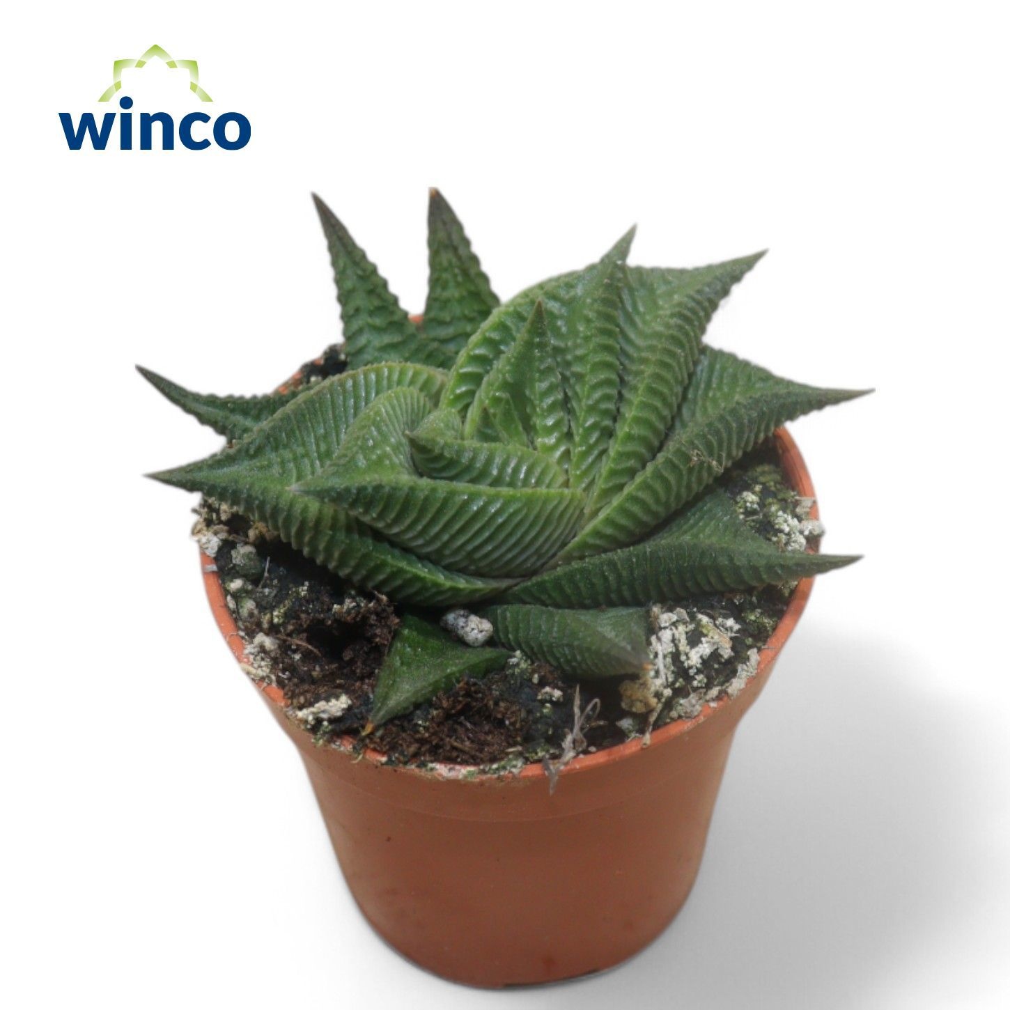 Haworthia Limifolia Twist, D 5,5 cm