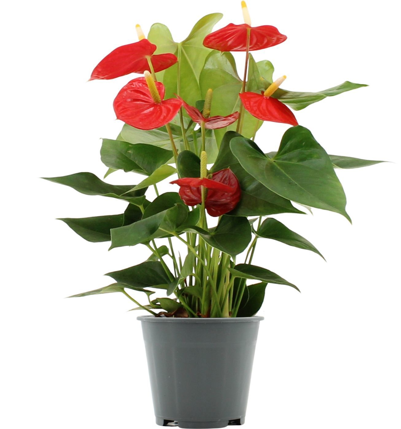 Anthurium 14 cm Esudo in transparant sleeve, D 14