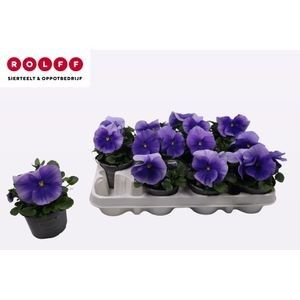 Viola licht blauw, D 9