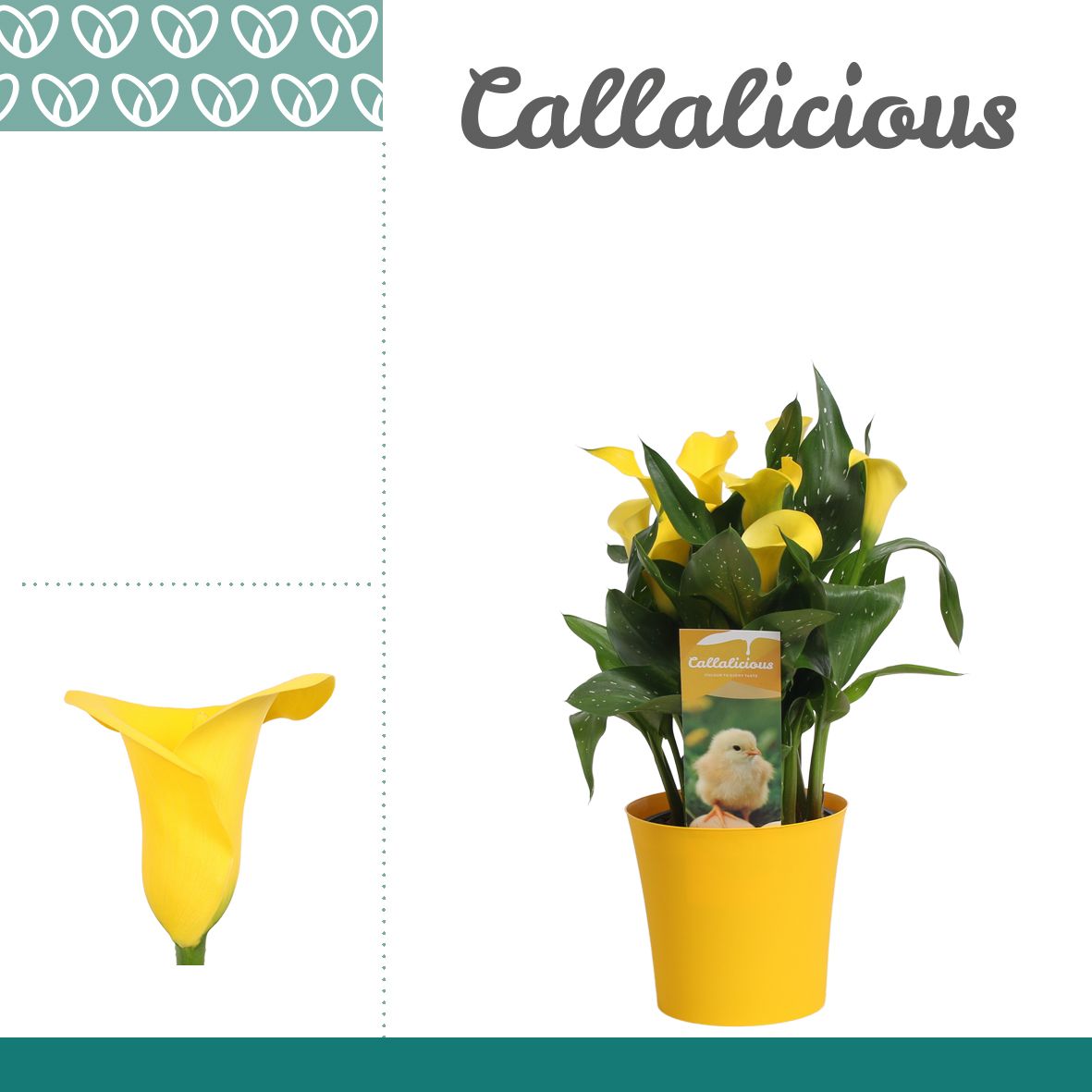 Zantedeschia (Calla) Geel in Ompot Linge PASEN, D 14