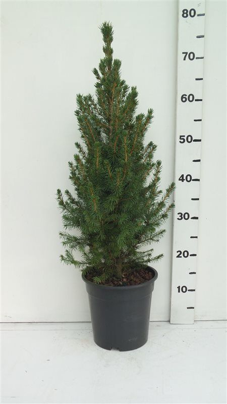 Picea glauca 'Conica', D 19