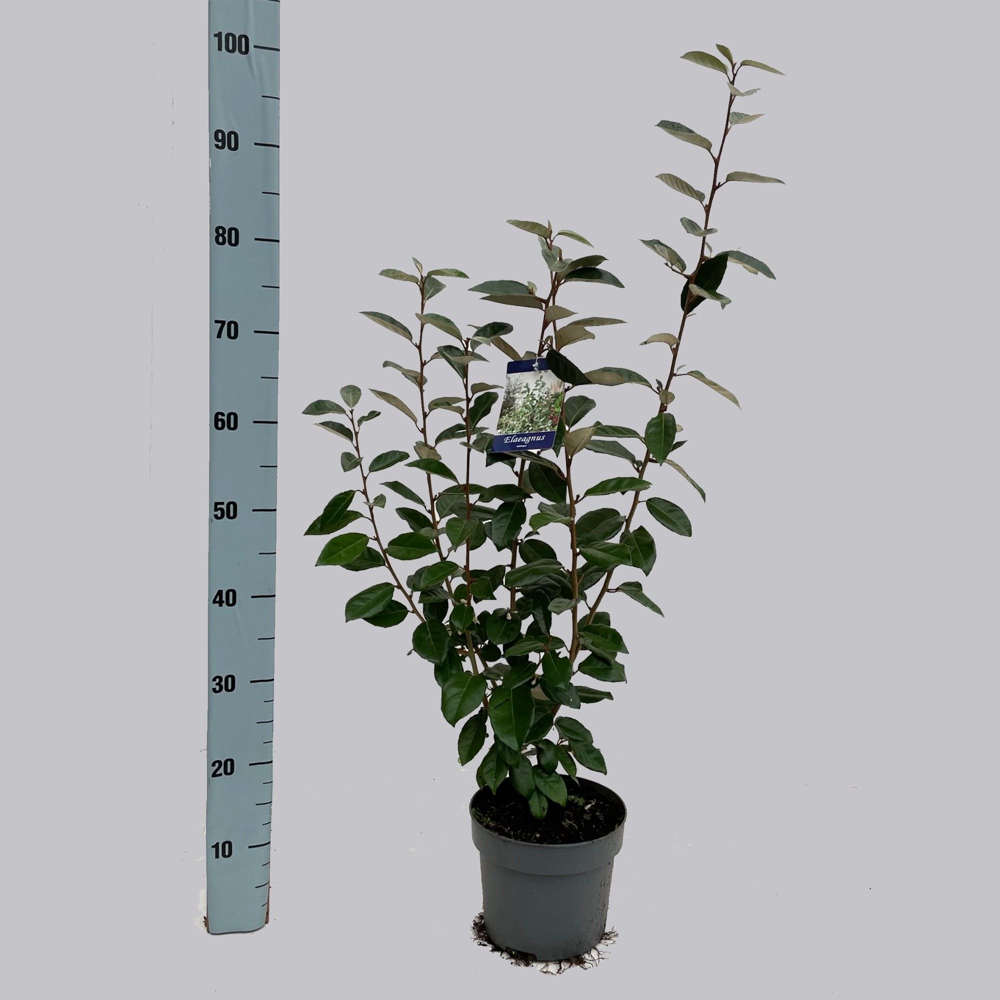Elaeagnus ebbingei 19/C3 40-60cm, D 19