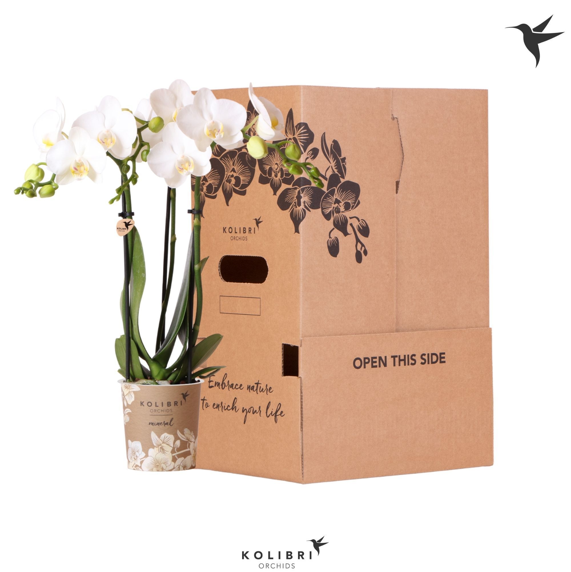 Kolibri Orchids Phalaenopsis White 3 spike no sleeve, D 9
