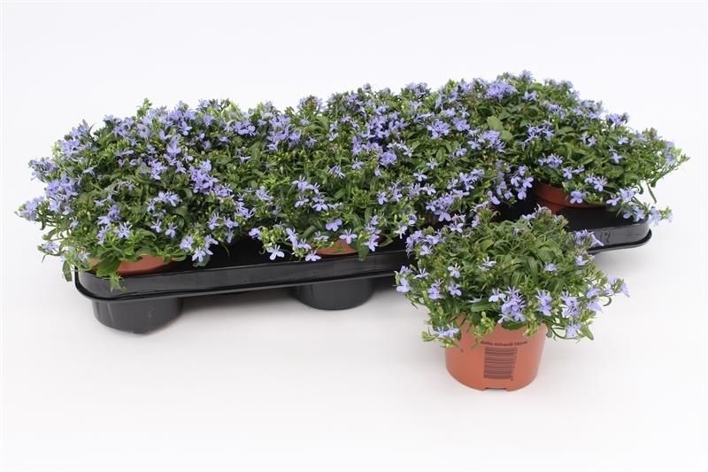 Lobelia Richardii Blue, D 10,5