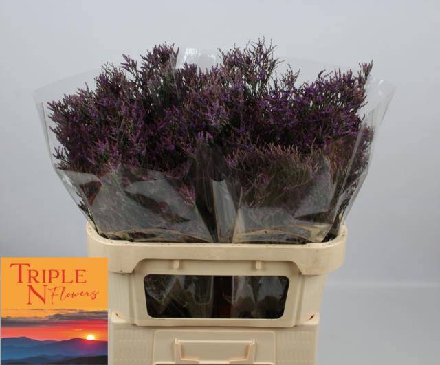 Лимониум Сафора Дарк Блю 70, шт.