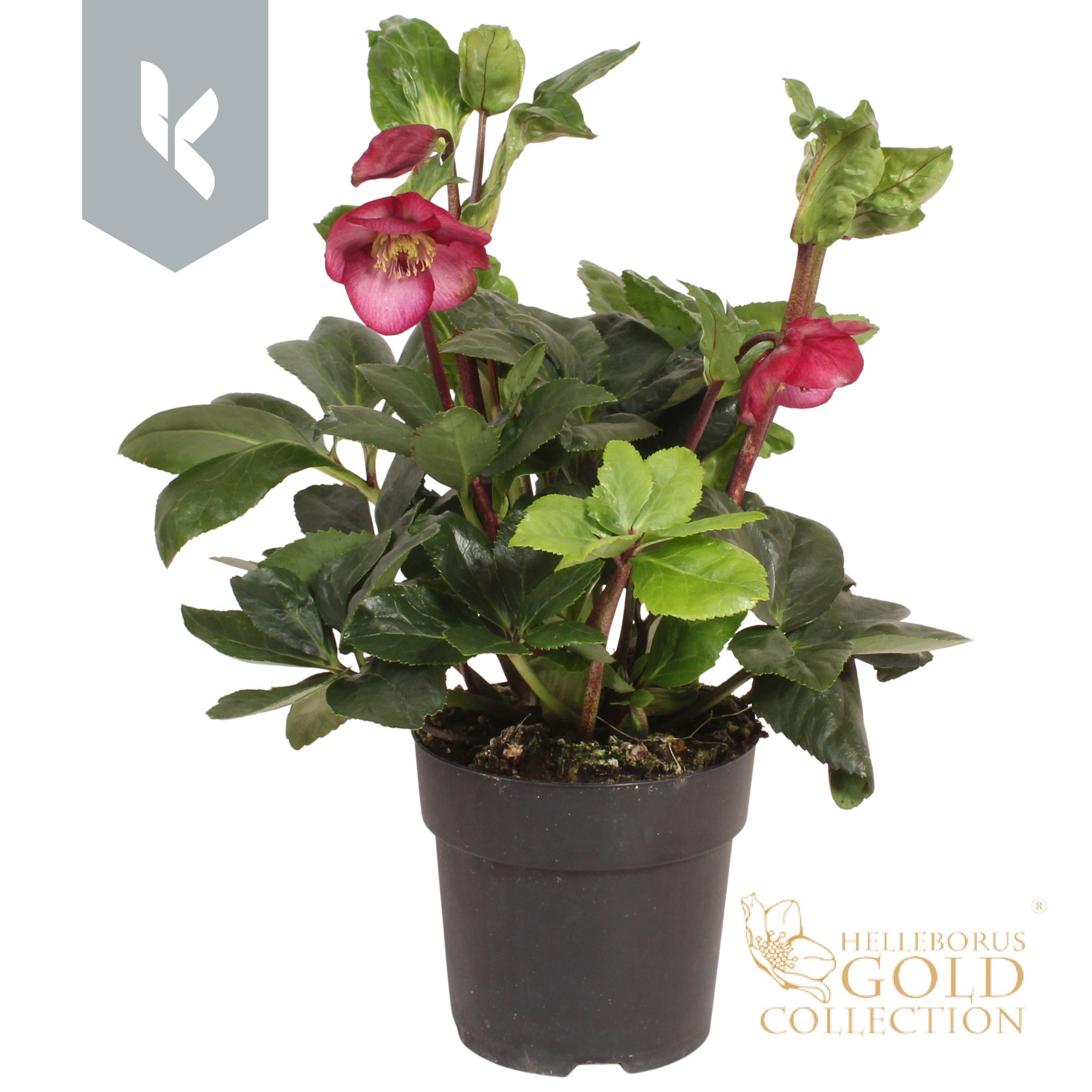 HGC Helleborus Winter Ballet Leila, D 15 cm