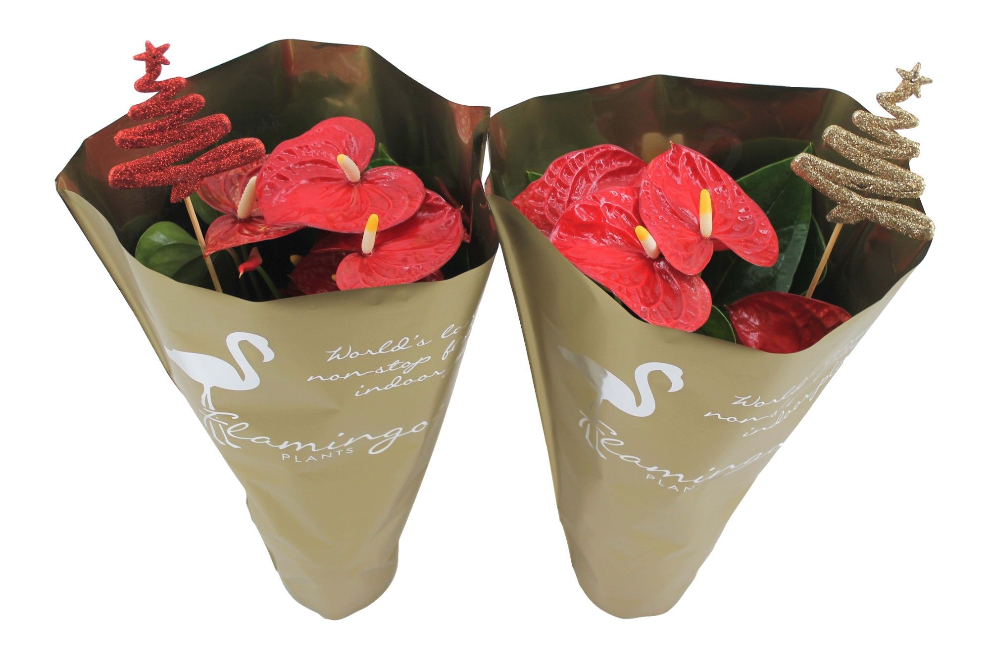 Anthurium XL.9 Jambo Red 14cm in gouden hoes met glitter kerstboom bijsteker, D 14