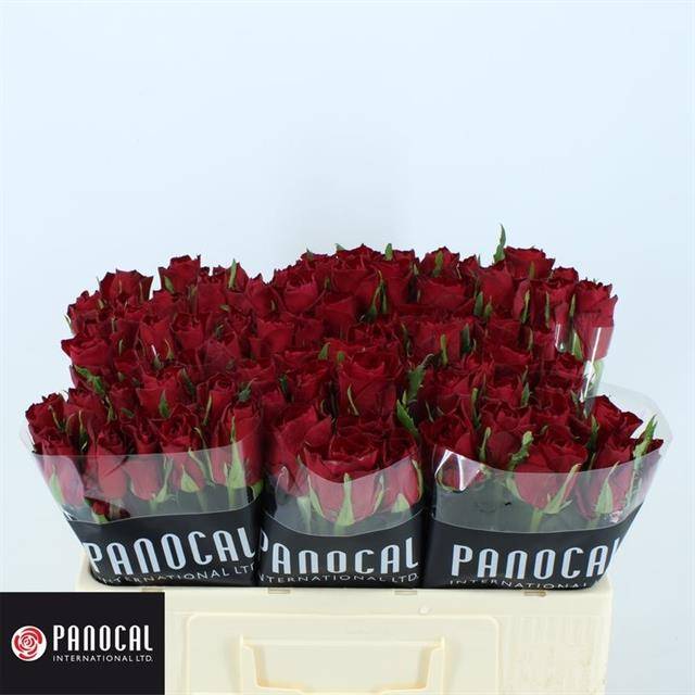 Роза од. Мадам Рэд 50, шт. Роза од. Мадам Рэд 50, шт.