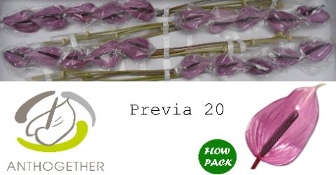 Антуриум Превиа x20, шт. Антуриум Превиа x20, шт.