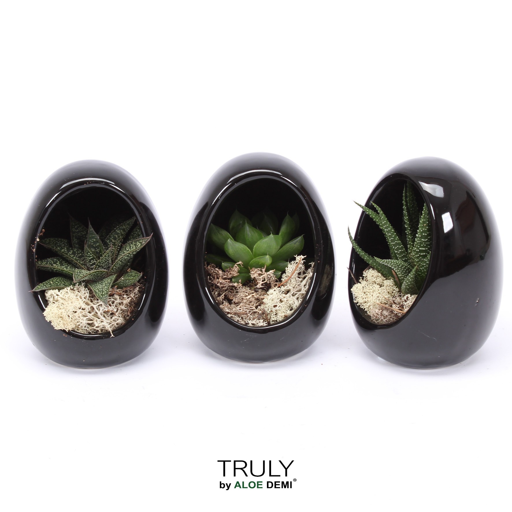 TRULY Haworthia, Gasteria, Egg Black, D 10