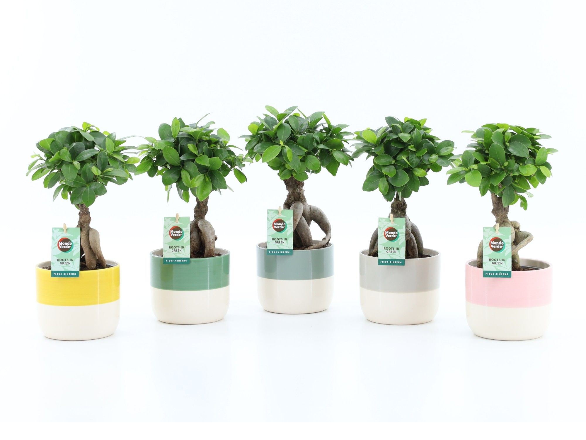 Ficus micr. Ginseng in Two Tone keramiek, D 13