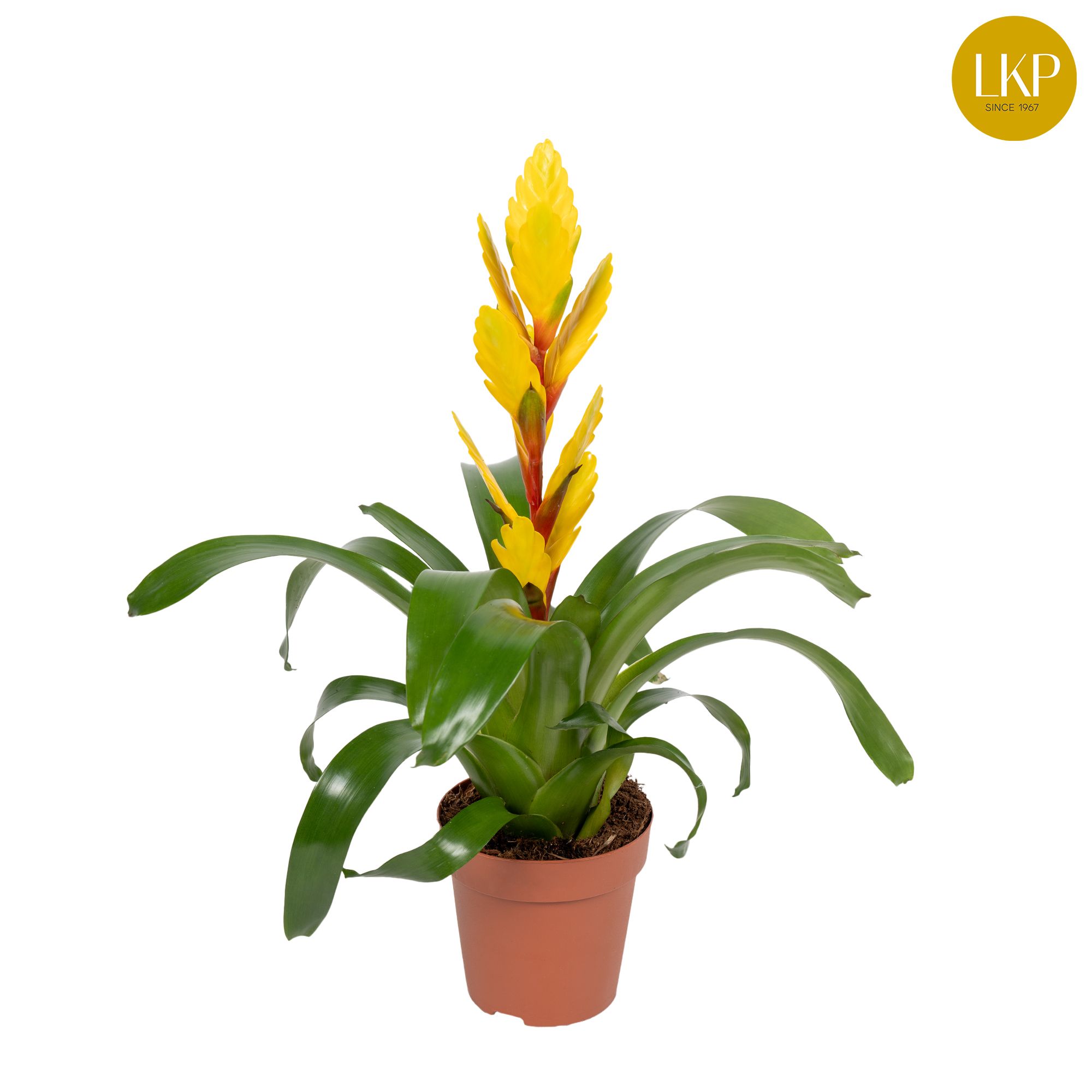 Vriesea Vision Geel ( Met Hoes), D 12