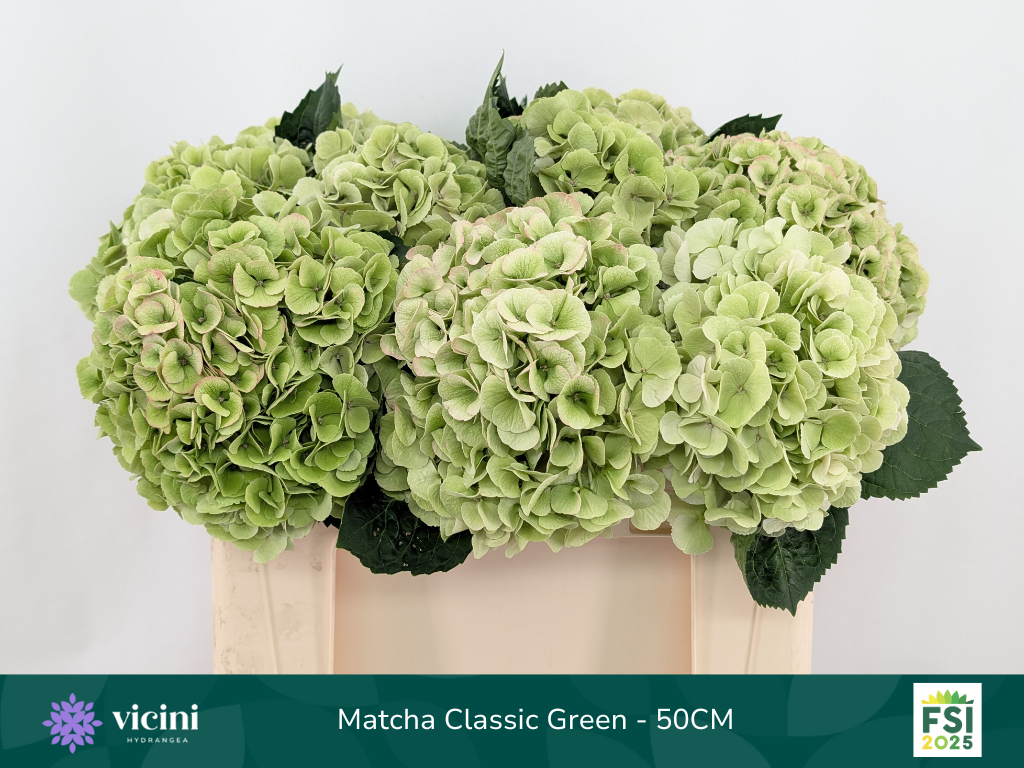 Гортензия Май Бьютифул Матча Классик 50, шт.