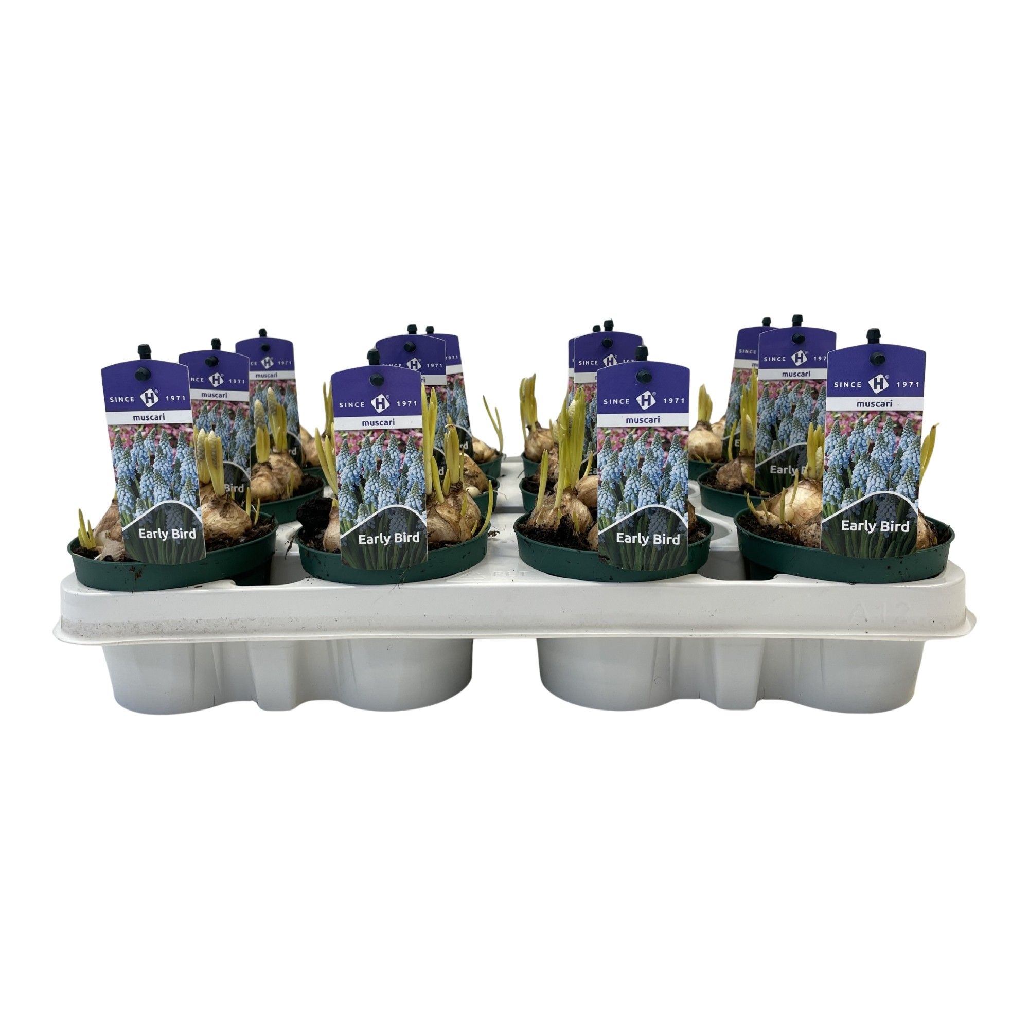 Muscari Early Bird, D 9