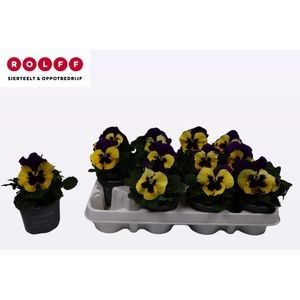 Viola Yellow duet, D 9