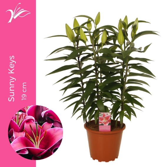 Lilium Sunny Keys 19 cm (or. lelie), D 19
