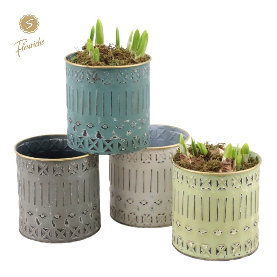 (3706) Narcissus Pandora [L] 3PP Mos, D 12 cm