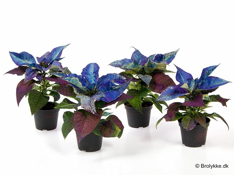 EUPHORBIA PULCHERRIMA 'MINI', D 6 cm