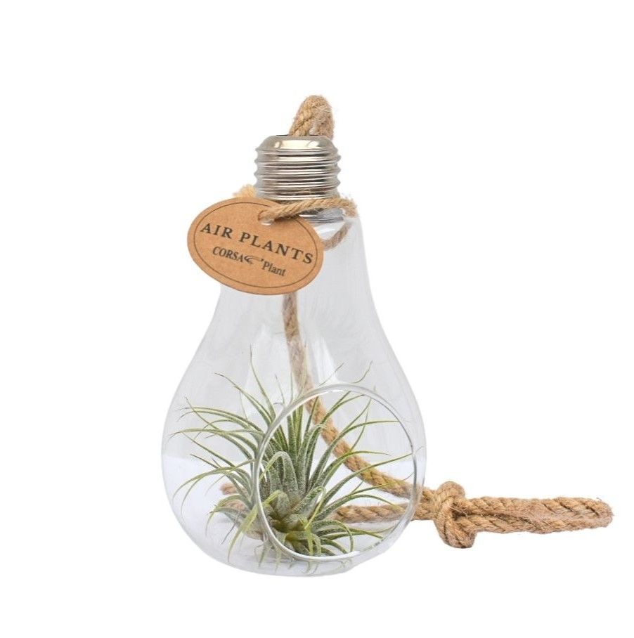 Tillandsia Glas lamp touw small, D 8