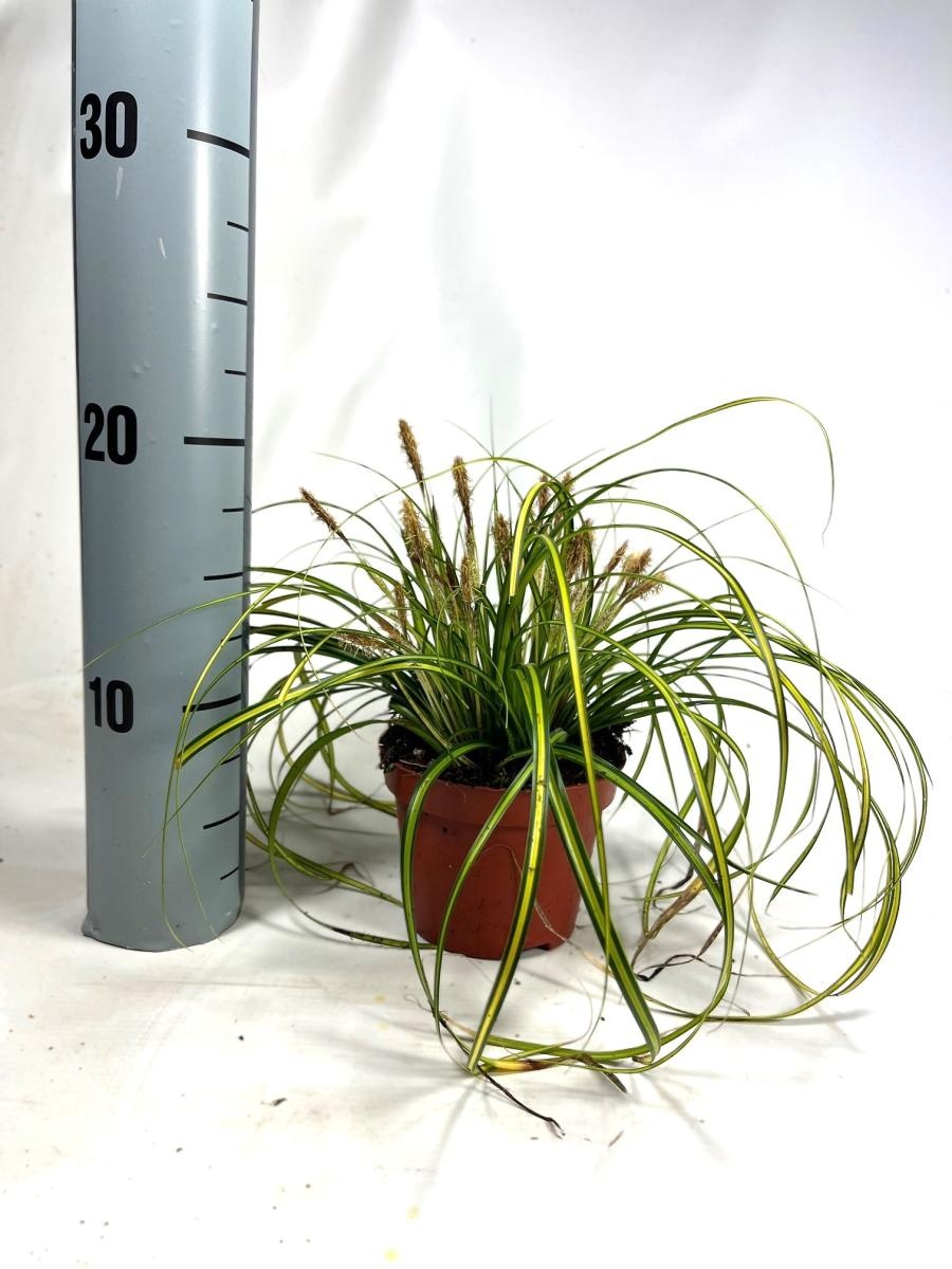 Carex oshim. 'Eversheen', D 10,5