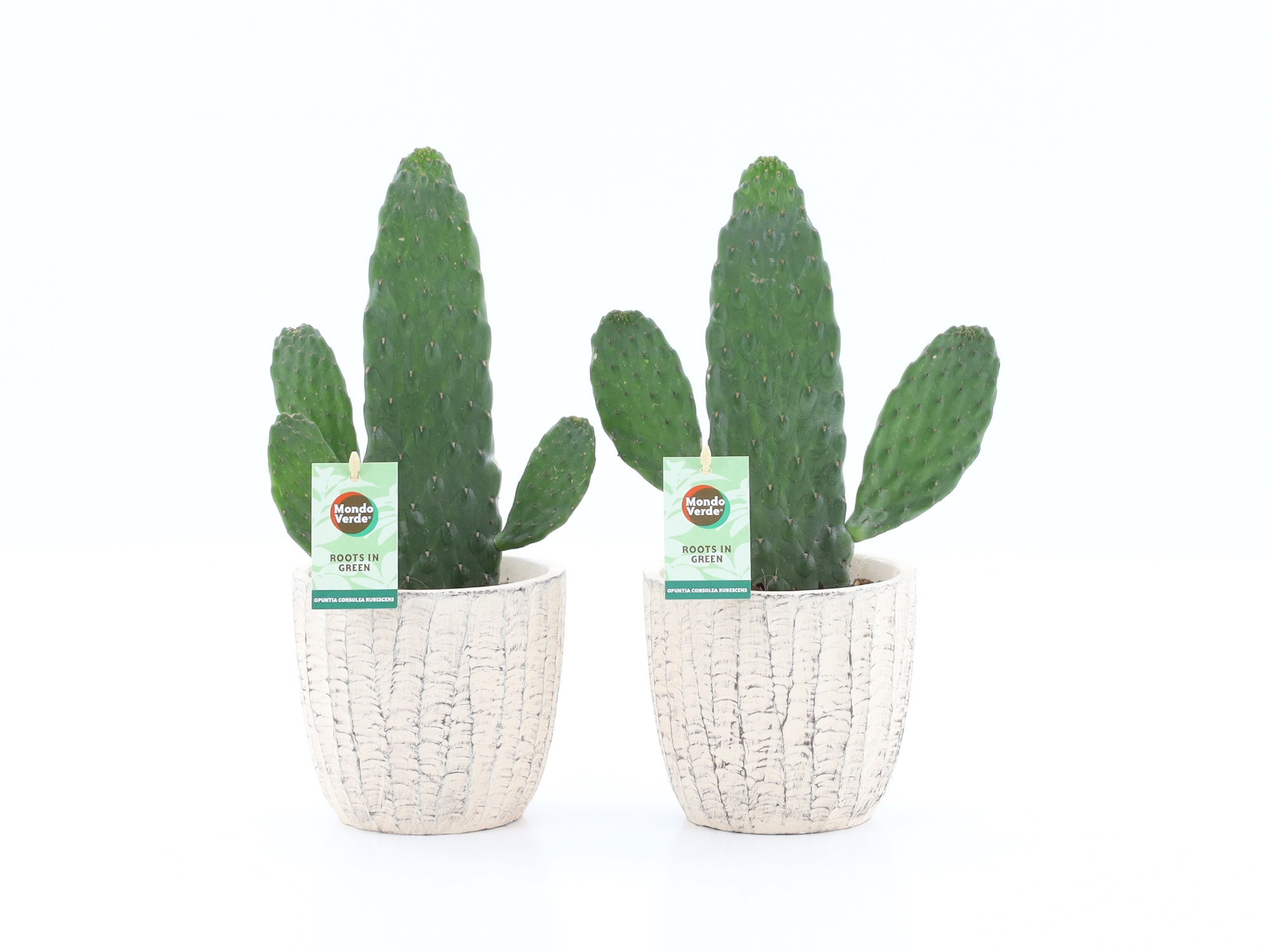 Opuntia rubescens Consolea in Sculpture keramiek, D 13