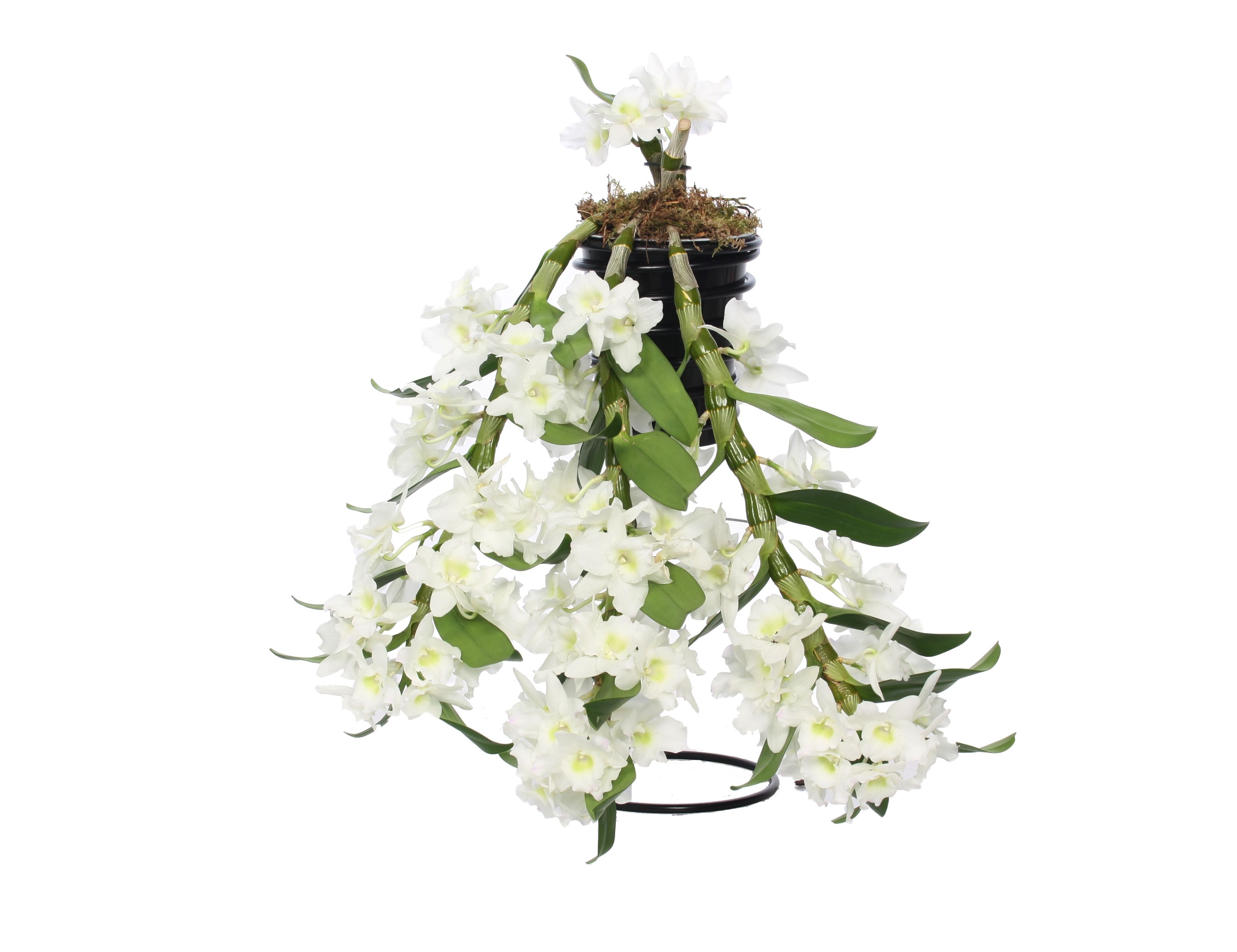 Dendrobium Nobilé, Flower Shower, D 12 cm Dendrobium Nobilé, Flower Shower, D 12 cm